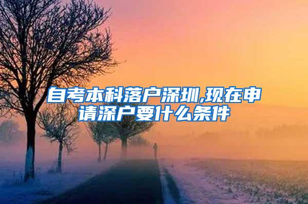 自考本科落户深圳,现在申请深户要什么条件